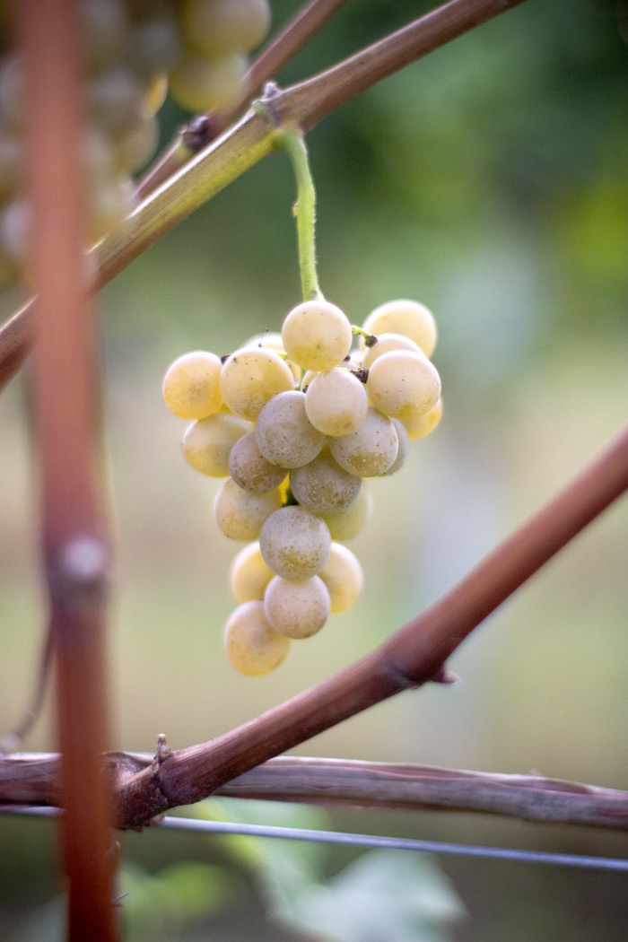 White grapes, on the vine