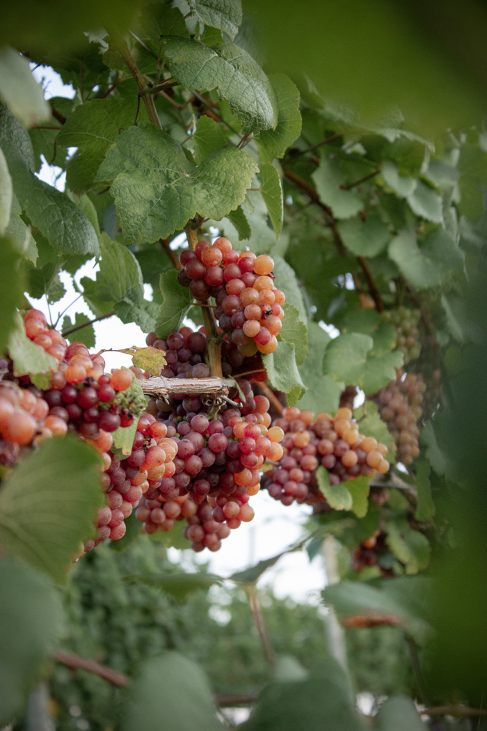 Red grapes, on the vine