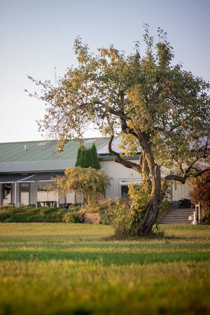 A tree, in front of the Young Sommer Winery building