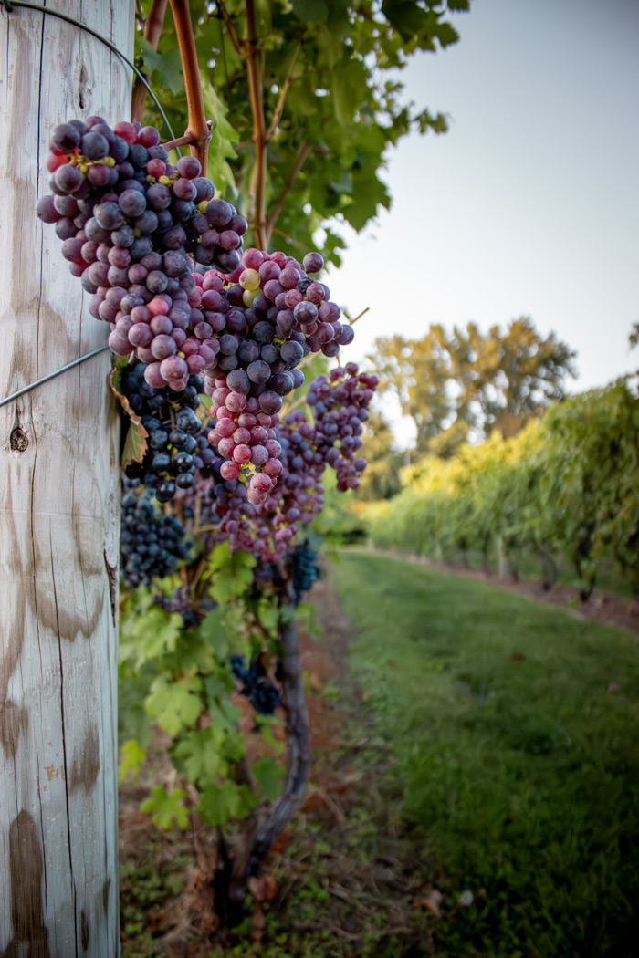 Purple grapes, on the vine