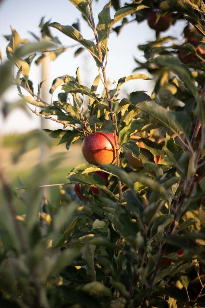 Apples, on an apple tree